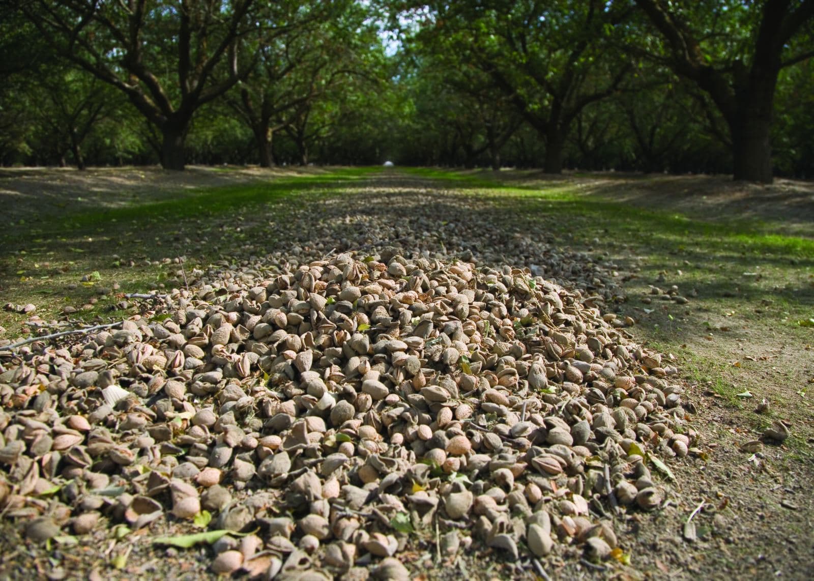 Un huerto de almendros de California al atardecer
